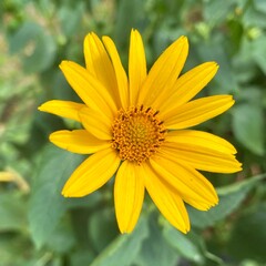 Obraz premium yellow daisy flower