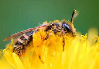 Biene, Wildbiene, Honigbiene auf Löwenzahn © Michael