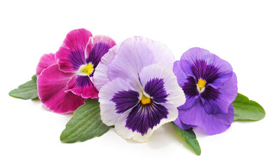 Three colorful violets.