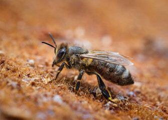 Biene, Wildbiene, Honigbiene