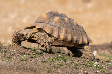 Giant Tortoise Walking on Grass