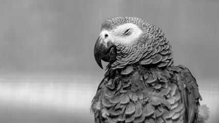 African Grey parrot Close Up Side Profile