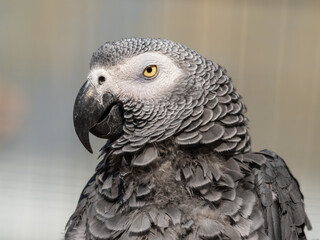 African Grey parrot Close Up Side Profile