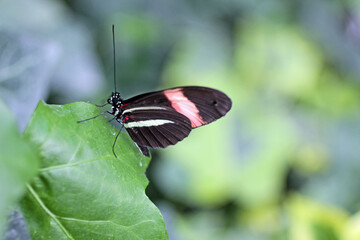 Obraz premium papillon aux rayures rose