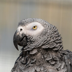 African Grey parrot Close Up Side Profile