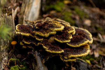 Forest scene with brown and yellow Trametes Versicolor, a common polypore mushroom. Autumn fall seasonal concept.