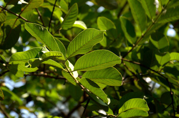 Fototapeta na wymiar Guava leaf