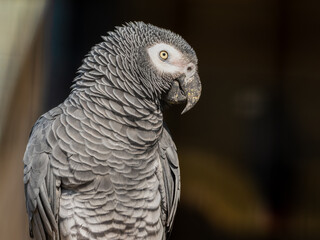 African Grey parrot Close Up Portrait