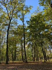 Fototapeta premium autumn in the park