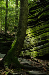 Study of Moss Covered Tree as Viewed from in front of part of The Ledges in the Cuyahoga Valley National Park