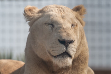 Majestic White Lion Close Up Portrait