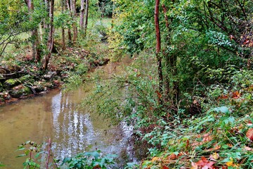 Bach im herbstlichen Wald