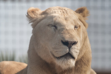 Majestic White Lion Close Up Portrait