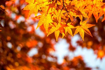 Fototapeta na wymiar Red maple leaves in autumn season 