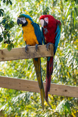 Red and Green and Yellow and Blue Macaw Sitting on a Wooden Frame Together