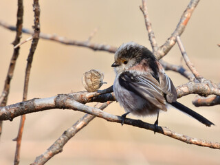 Long-tailed Tit  (Aegithalos caudatus). Cute little bird.
