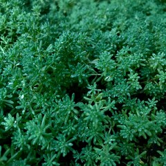 close up of green moss