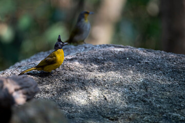 Black - crested Bulbul