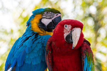 Red and Green and Yellow and Blue Macaw Sitting on a Perch Together