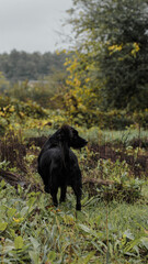 Fototapeta na wymiar black labrador dog in the autumn forest 