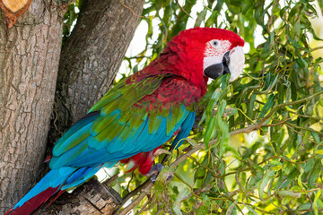 Red and Green Macaw Perched in a Tree