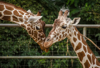 Zwei Giraffen im Zoo