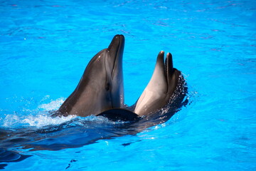 dolphins in the blue water