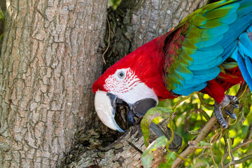 Red and Green Macaw Perched in a Tree