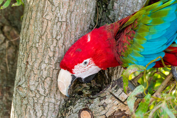 Red and Green Macaw Perched in a Tree