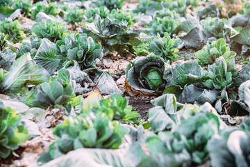White cabbage field in autumn. Harvesting