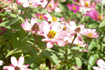 岐阜市 金華山ドライブウェイ展望台の綺麗な花