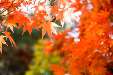 Red maple leaves in autumn season
