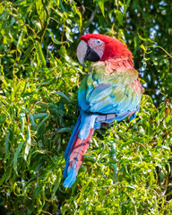 Red and Green Macaw Perched in a Tree