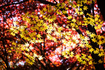 Collection of Beautiful Colorful Autumn Leaves 
