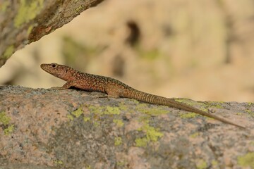 Bedriaga rock lizard - Archaeolacerta bedriagae lizard in family Lacertidae, only found on the islands Corsica (bedriagae) and Sardinia (sardus), also called Lacerta bedriagae