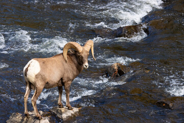 Rams in the Canyon