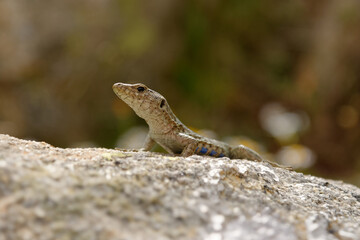 Bedriaga rock lizard - Archaeolacerta bedriagae lizard in family Lacertidae, only found on the islands Corsica (bedriagae) and Sardinia (sardus), also called Lacerta bedriagae