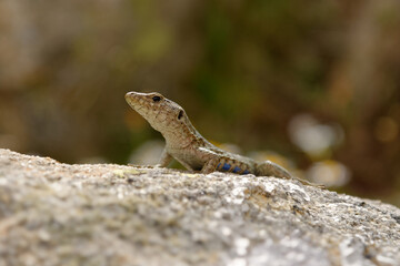Obraz premium Bedriaga rock lizard - Archaeolacerta bedriagae lizard in family Lacertidae, only found on the islands Corsica (bedriagae) and Sardinia (sardus), also called Lacerta bedriagae