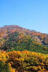 Fototapeta premium Collection of Beautiful Colorful Autumn Leaves 