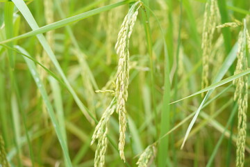 green wheat field