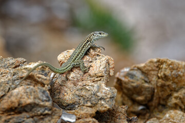 Tyrrhenian wall lizard (Podarcis tiliguerta) is a species of lizard in the family Lacertidae. The species is endemic to the islands Sardinia and Corsica
