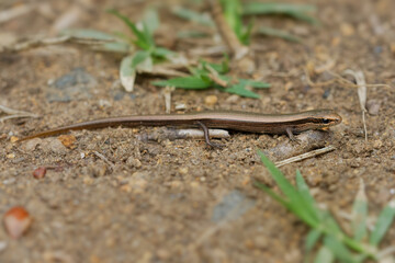 Snake-eyed Skink - Ablepharus kitaibelii  also European copper or European snake-eyed skink,...