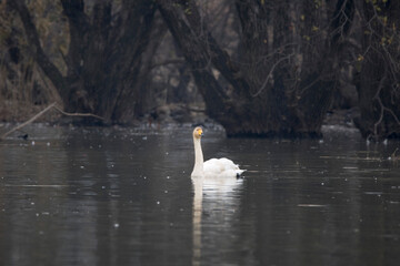 Korean winter migratory birds
