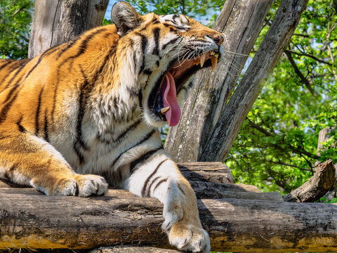 Tiergarten;Sch&ouml;nbrunn;Wien;&Ouml;sterreich