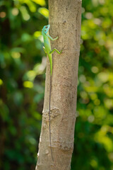 Green crested lizard - Bronchocela cristatella is a species of green agamid lizard endemic to Southeast Asia, found in Malaysia, Borneo, Singapore, Indonesia, Philippines, Thailand, Myanmar, India