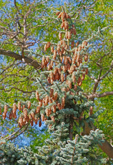 Beautiful cones on a spruce branch