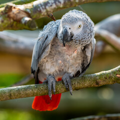 Rescued Self Plucked African Grey Parrot Perched on a Tree Branch