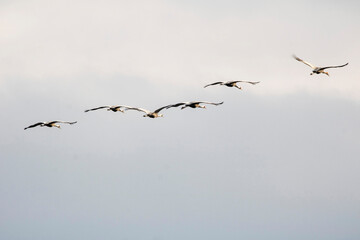 Korean winter migratory birds
