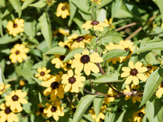 (Rudbeckia triloba) Rudbéckia trilobée ou rudbéckia à trois lobes aux petites fleurs jaune or, coeur noir au sommet de tiges dressées portant un feuillage lobé vert foncé