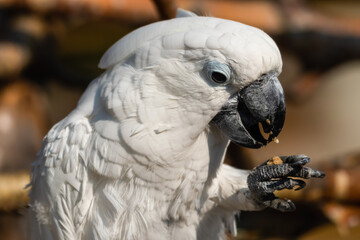 Umbrella Cockatoo Feeding on a Monkey Nut